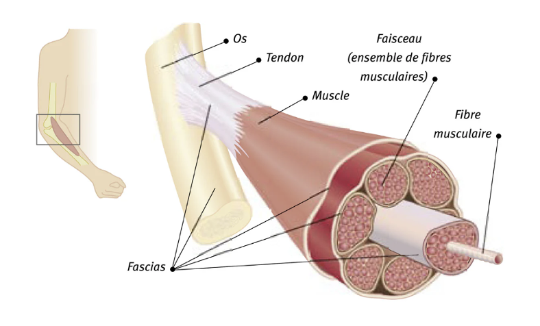 La fasciathérapie chinoise est une approche manuelle douce qui vise à relâcher les tensions dans les fascias, ces tissus qui entourent les muscles, les organes et les articulations.